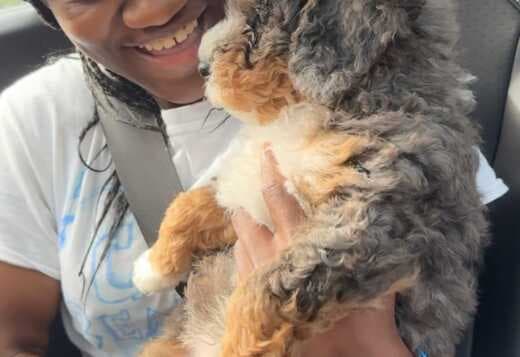 Charming Aussiedoodle puppies