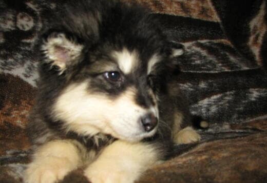 Obedient Alaskan Malamute puppies available