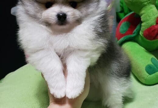 Beautiful Pomeranian Puppies For Sale.