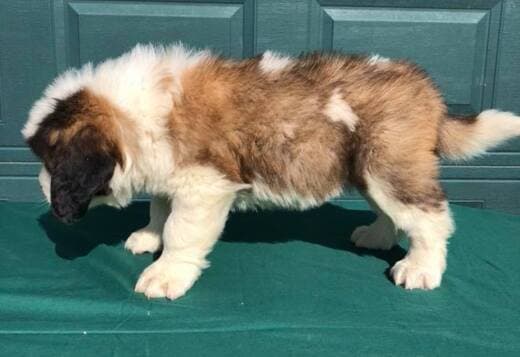 Lovely Saint Bernard Puppies