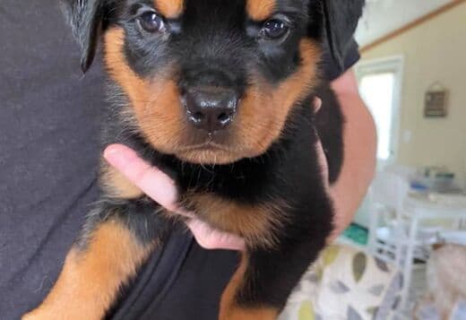 Home Raised Rottweiler Puppies