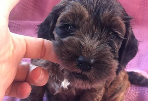 Cockapoos Puppies For Sale