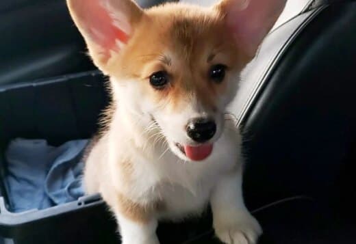 Pembroke Welsh Corgi Puppies