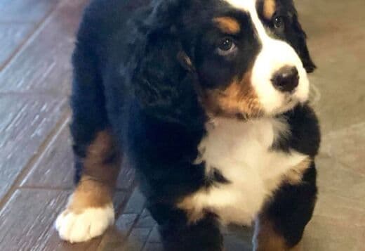 Bernese Mountain Dog Puppies