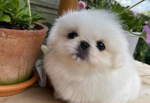 AKC Registered Pekingese Puppies