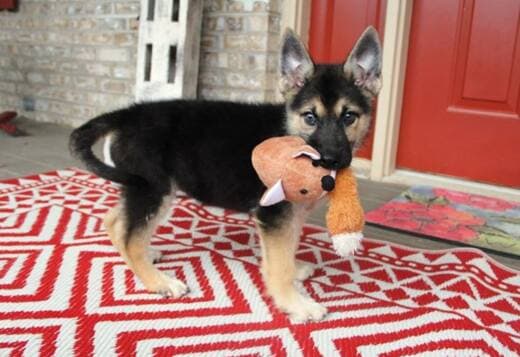 German Shepherd Puppies