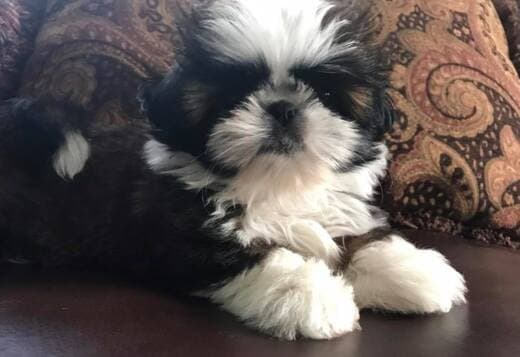 Adorable Shih Tzu Puppies