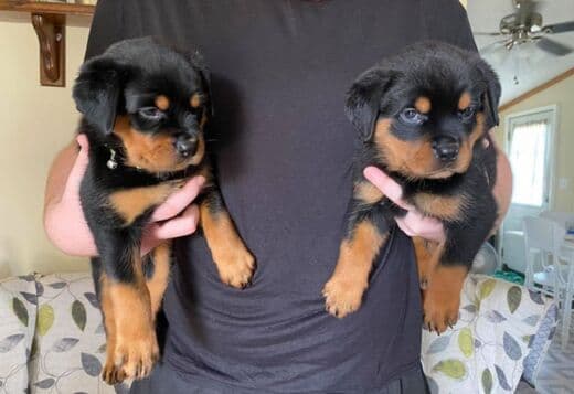 Home Raised Rottweiler Puppies
