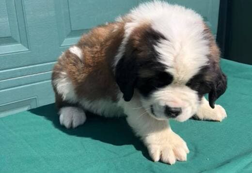Lovely Saint Bernard Puppies