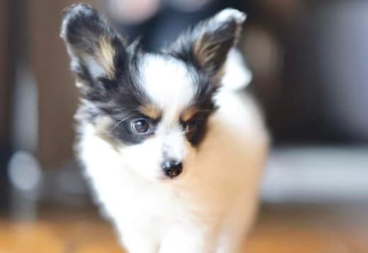 Adorable Papillon puppies