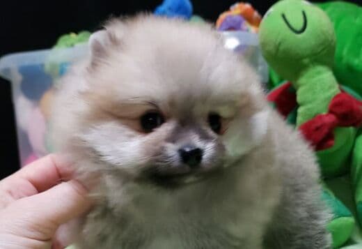 Beautiful Pomeranian Puppies For Sale.