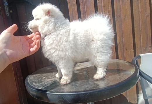 Stunning American Eskimo puppies available