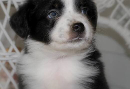 AKC Australian Shepherd puppies