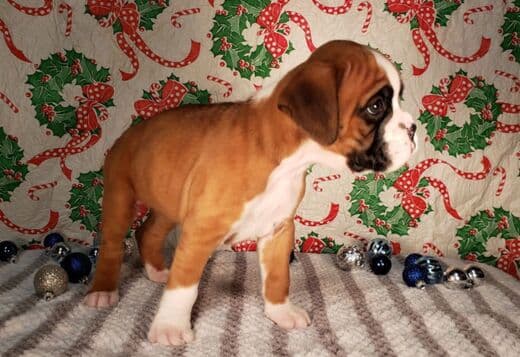 Adorable Boxer Puppies For Sale