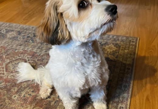 Beautiful Cavachon Puppies For Sale.