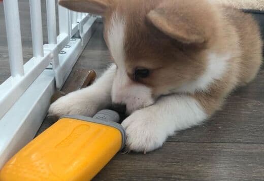 Pembroke Welsh Corgi Puppies
