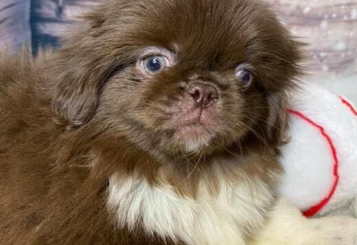 AKC Registered Pekingese Puppies