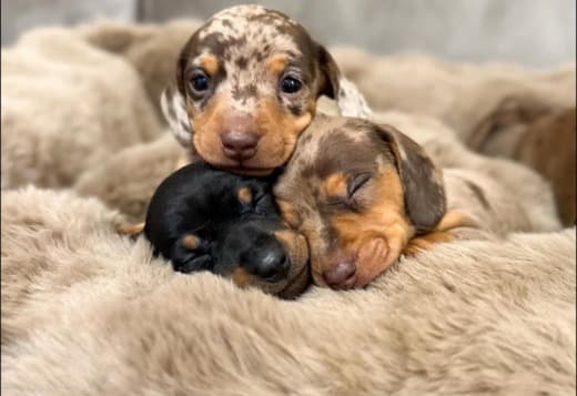Dachshunds Puppies For Sale
