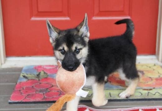 German Shepherd Puppies