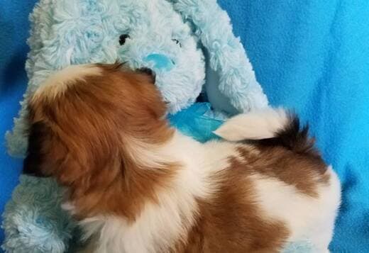 Adorable Shih Tzu Puppies