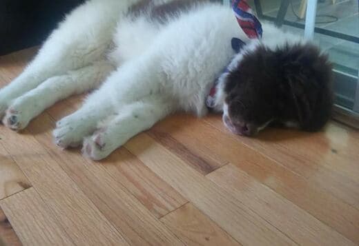 Lovely Saint Bernard Puppies