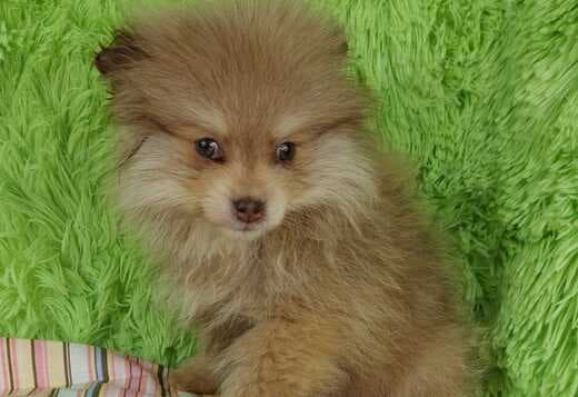 Beautiful Pomeranian Puppies For Sale.