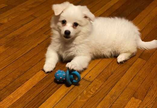 Stunning American Eskimo puppies available