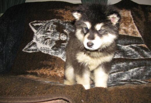 Obedient Alaskan Malamute puppies available
