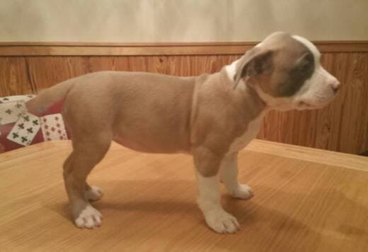 Male and female American Pit Bull Terrier puppies