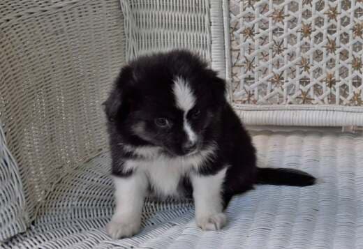 AKC Australian Shepherd puppies