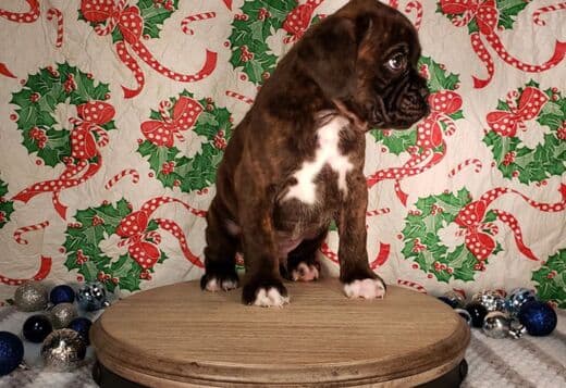 Adorable Boxer Puppies For Sale