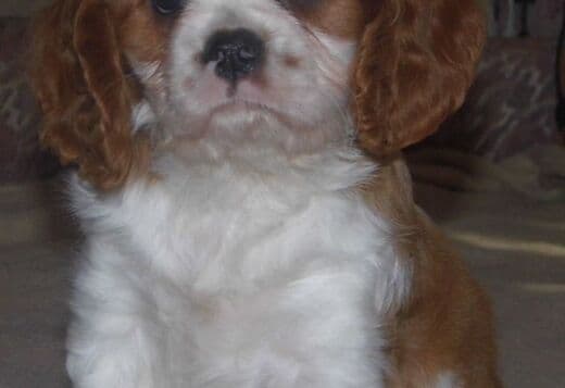 Home Raised Cavalier King Charles Spaniel Puppies