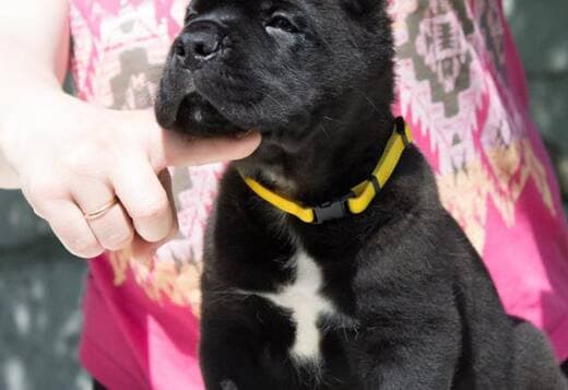 Home raised Cane Corso Puppies