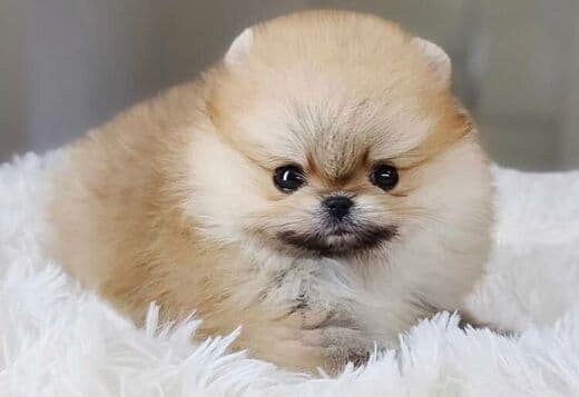 WELL TRAINED TEACUP POMERANIAN PUPPY