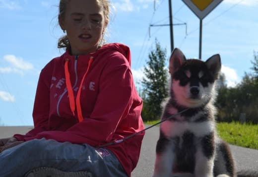 Obedient Alaskan Malamute puppies available