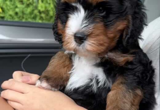 Charming Aussiedoodle puppies