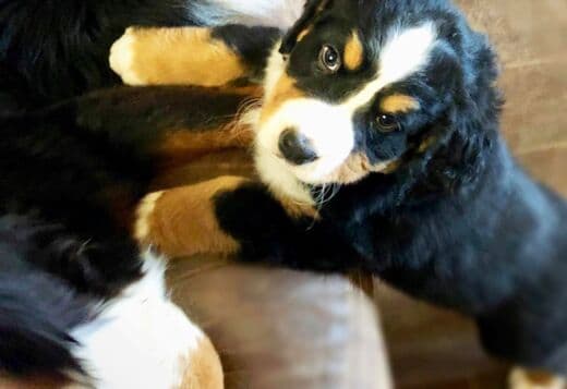 Bernese Mountain Dog Puppies