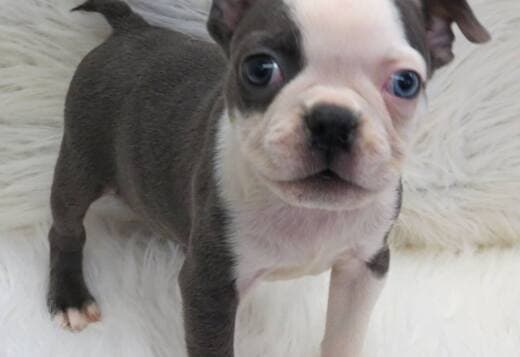 Healthy Boston Terrier Puppies Available