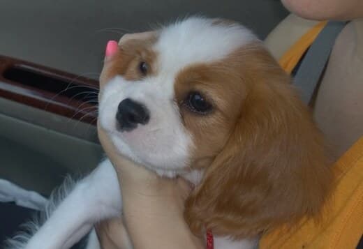 Home Raised Cavalier King Charles Spaniel Puppies
