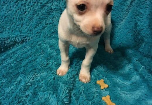 Potty Trained Chihuahua Puppies Looking for a New Home