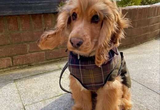 Beautiful Cocker Spaniel puppies Available Now!!