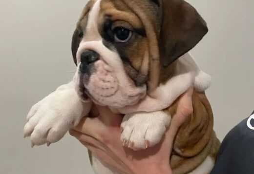 AKC Registered English Bulldog Puppies for Adoption
