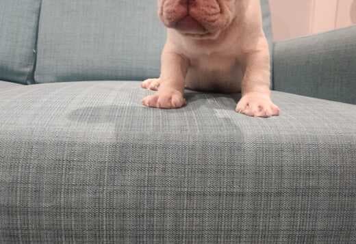 Amazing French Bulldog Puppies