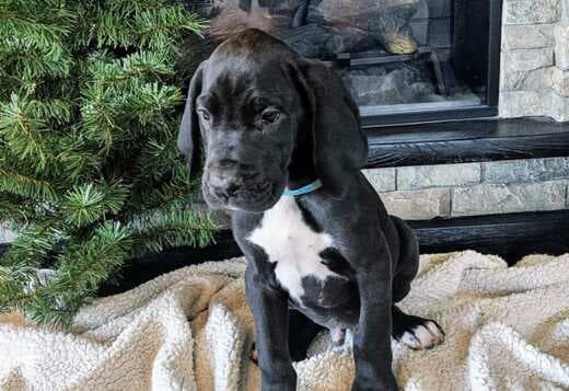 Champion bloodline Great Dane Puppies for sale