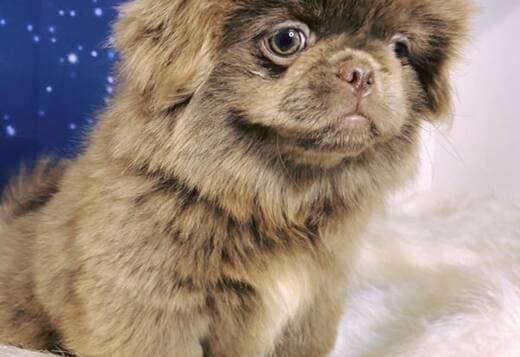Purebred Pekingese for rehoming