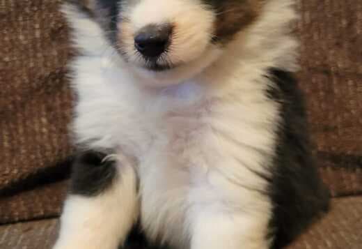 Adorable Sheltie Puppies