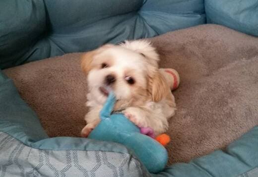 Adorable Shih Tzu Puppies