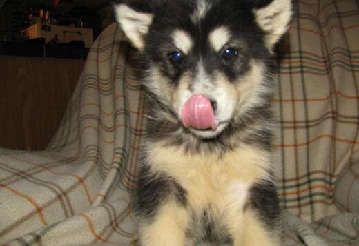 Obedient Alaskan Malamute puppies available