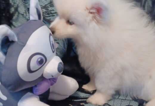 Stunning American Eskimo puppies available