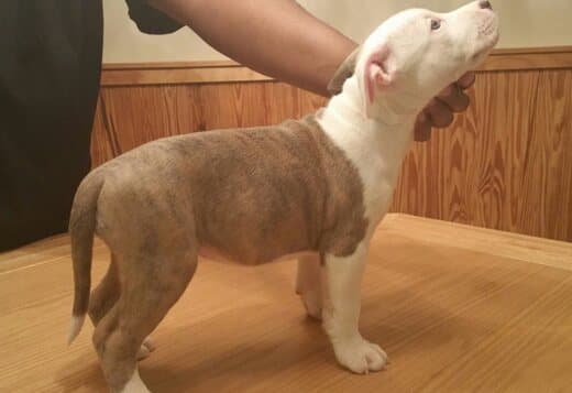 Potty Trained American Pitbull Terrier Puppies Ready for a New Home